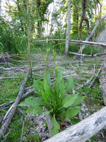 Alisma plantago-aquatica